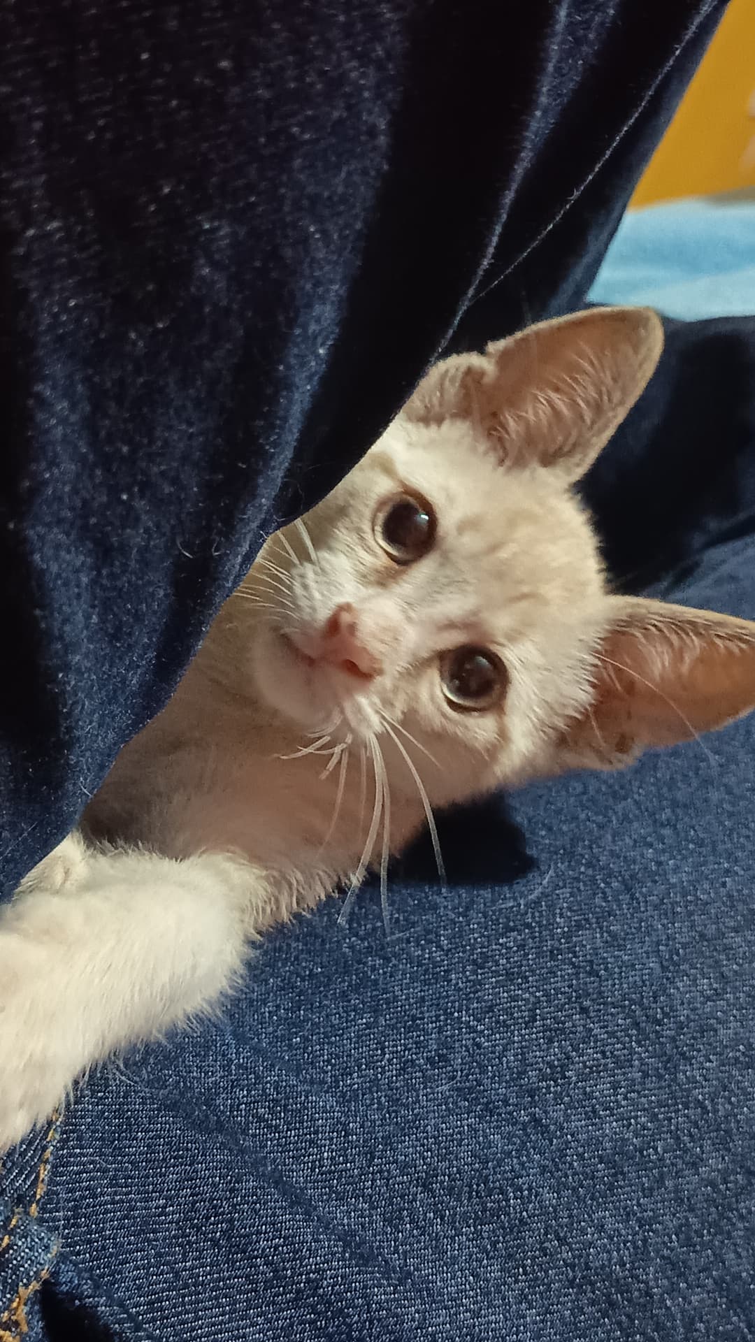 Nosso primeiro gatinho juntos